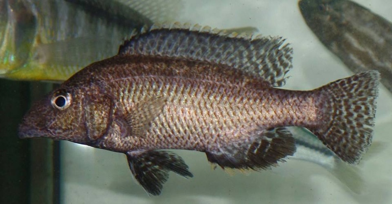 Nimbochromis linni